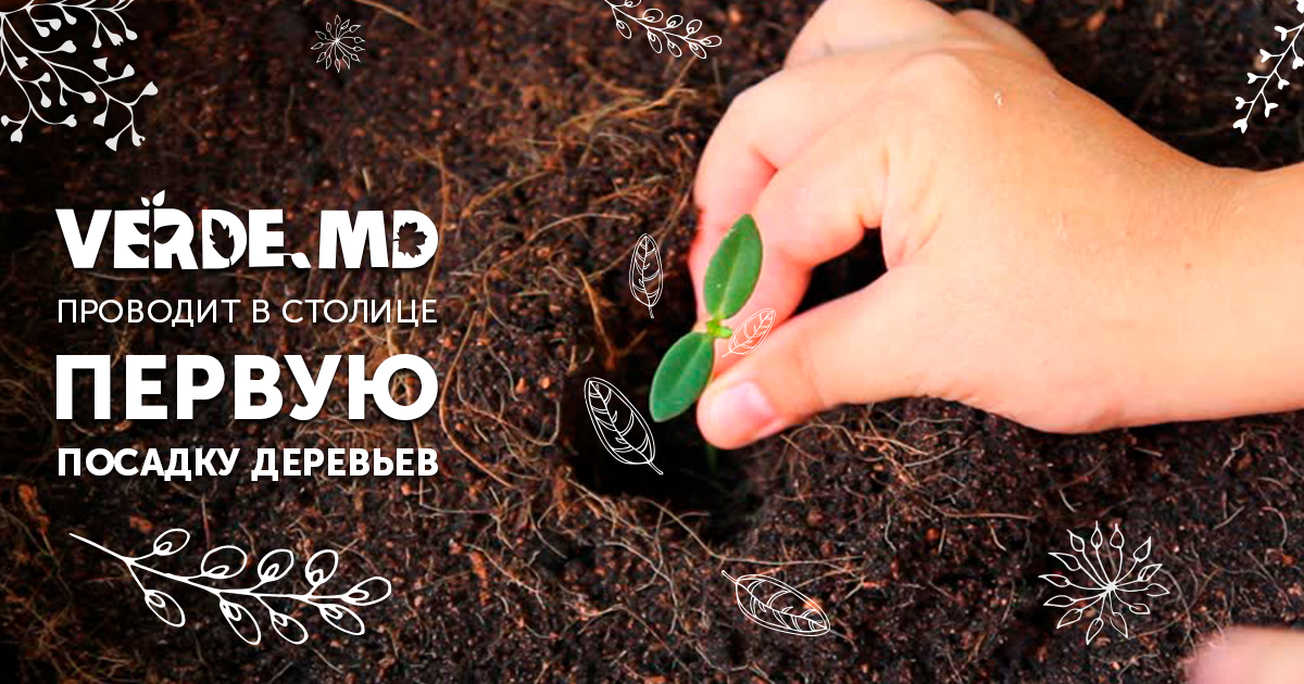Verde.md проводит в столице первую посадку деревьев