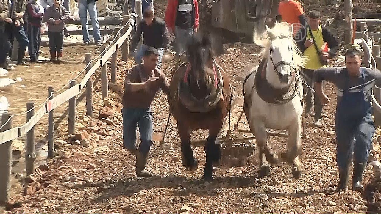 "Тяжёлые" боснийские гонки на лошадях (Видео)