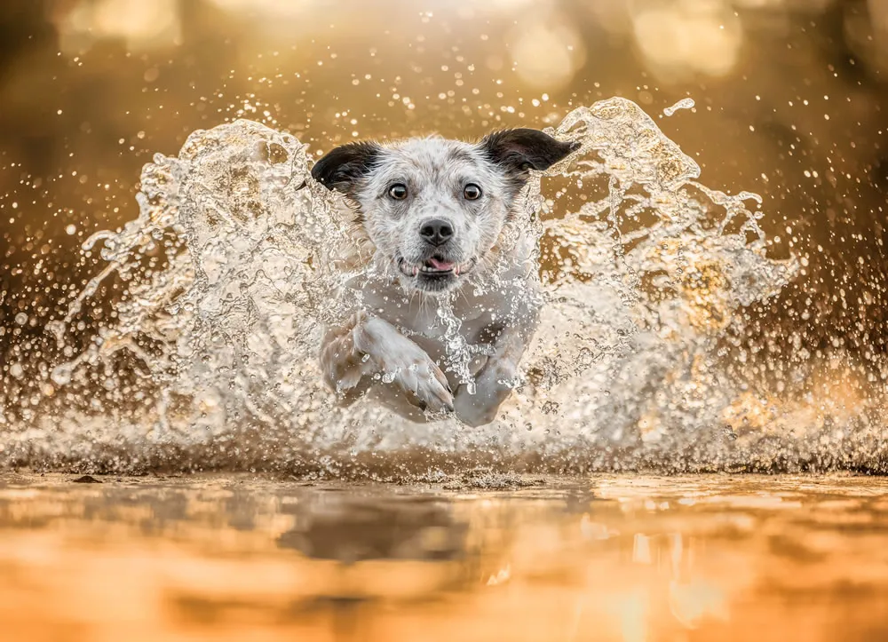 Названы победители премии Dog Photography Awards 2023