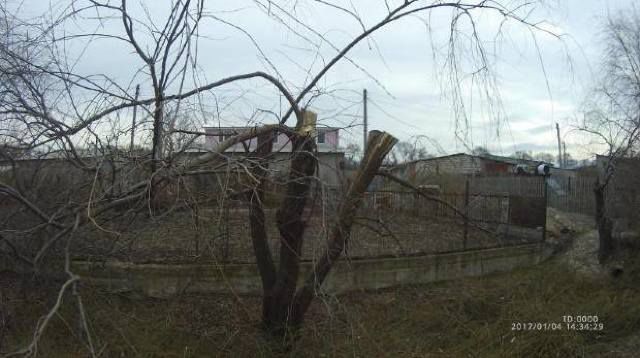 Жители муниципия Бельцы попались на незаконной вырубке деревьев