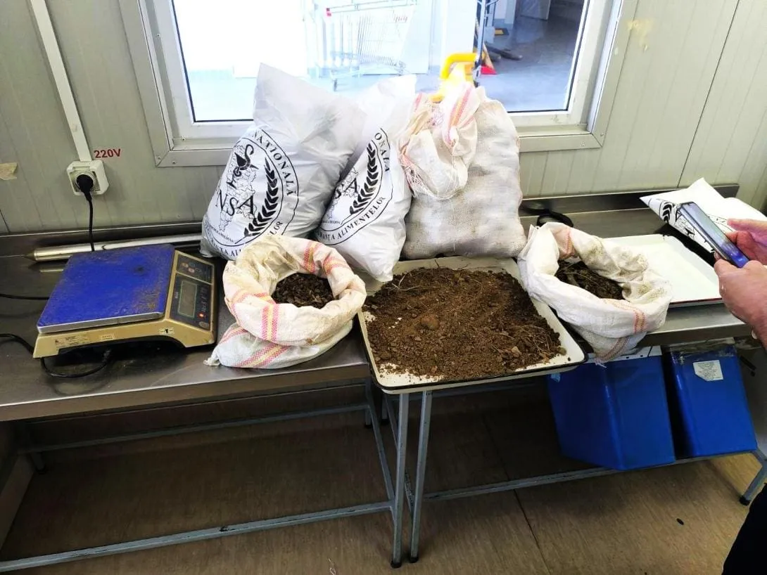 В Молдову не пустили более 40 тонн молодого картофеля: оказался слишком грязным