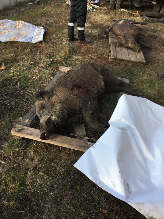 Три жителя Сынжерейского района попались на незаконной охоте на кабанов