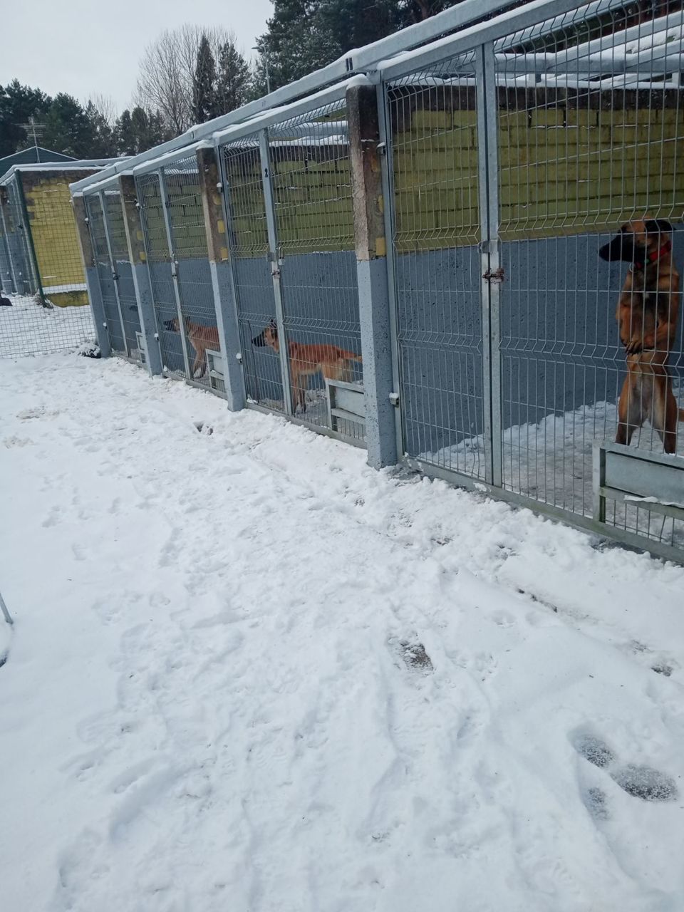 Молдавские пограничники-кинологи ознакомились с опытом литовских коллег