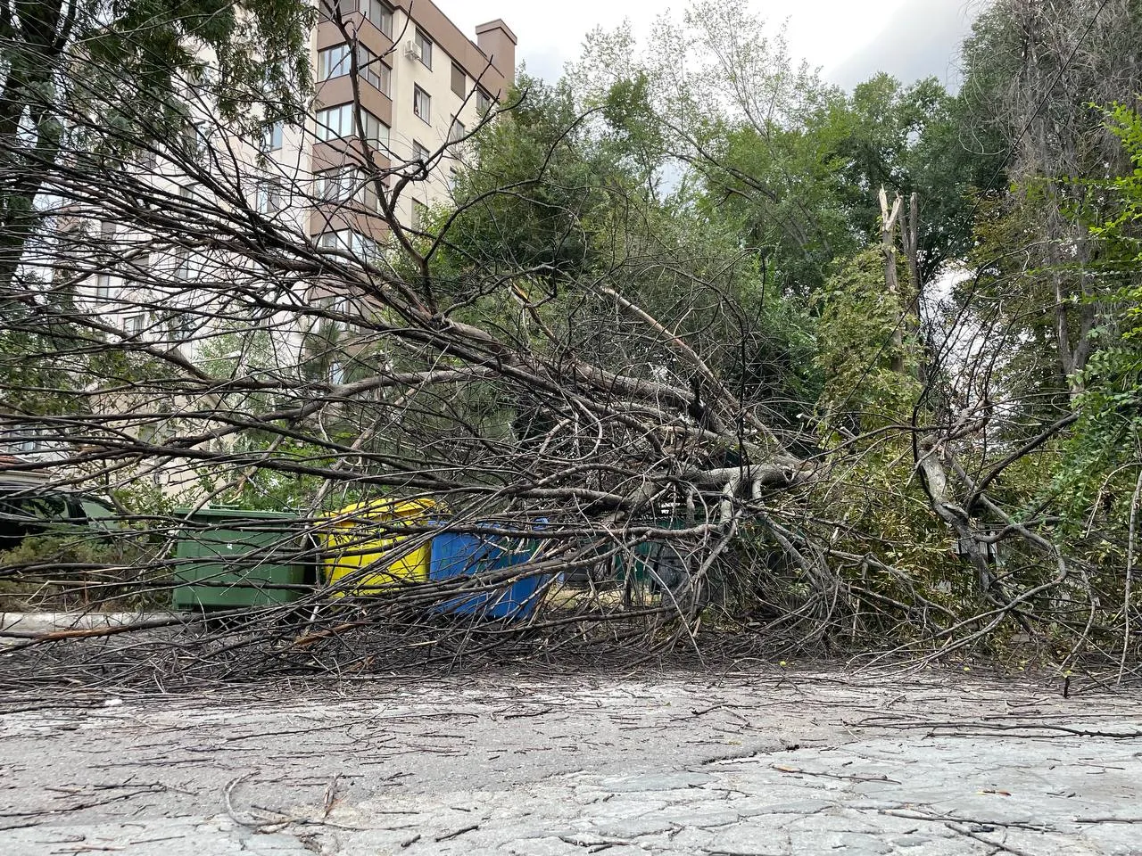 O femeie, rănită după ce un copac a căzut într-o curte din Capitală