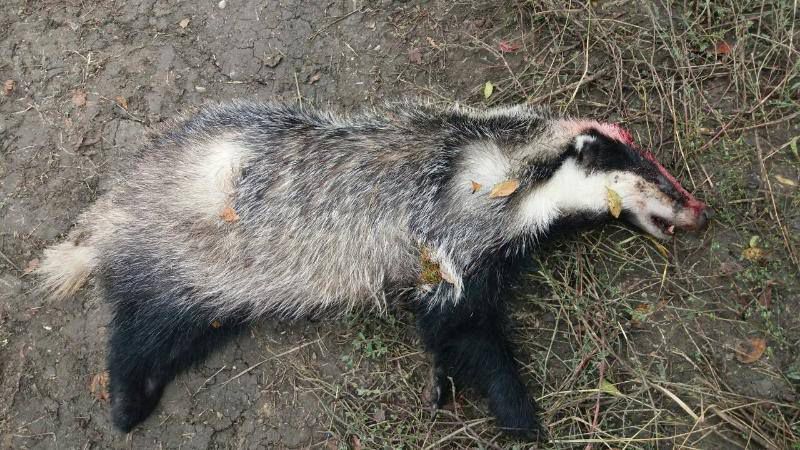 Cercetați penal, după ce au împușcat un bursuc în zona de frontieră