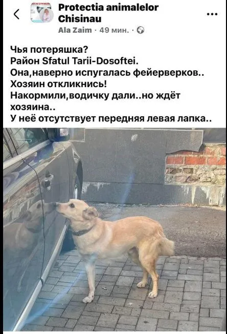 Десятки собак пропали в новогоднюю ночь из-за фейерверков