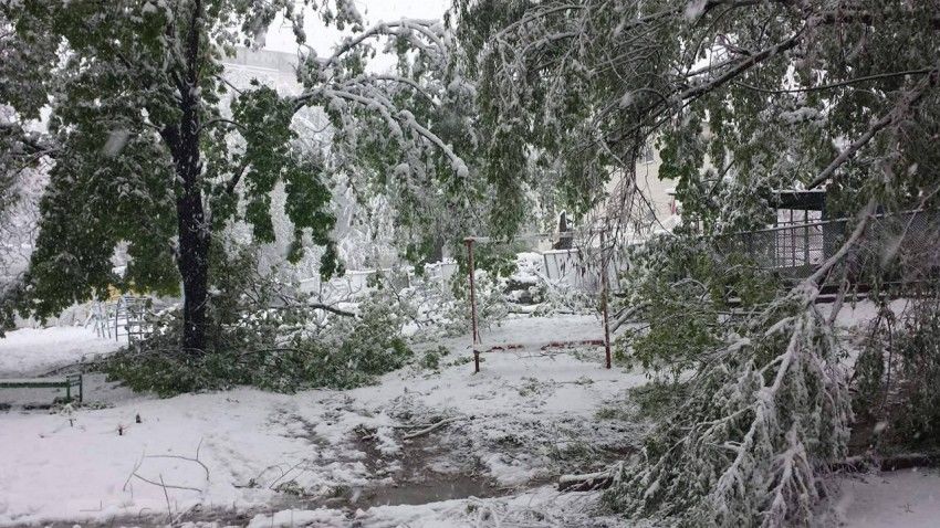 На Ботанике упавшее дерево сломало забор детсада