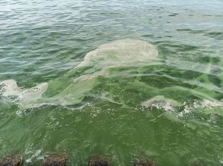 Море в Одессе стало зеленым