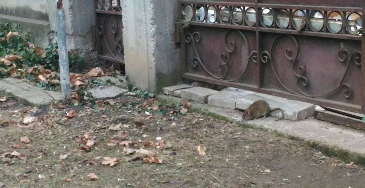 Invazie de șobolani pe strada Gheorghe Asachi. Imagini înfiorătoare surprinse de un copil