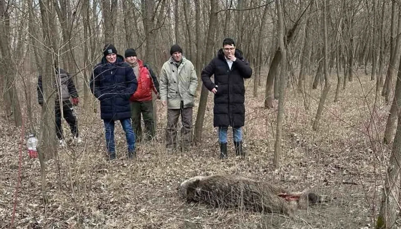 Trei porci mistreți, găsiți morți la Leova: Autoritățile verifică suspiciunea de pestă porcină africană