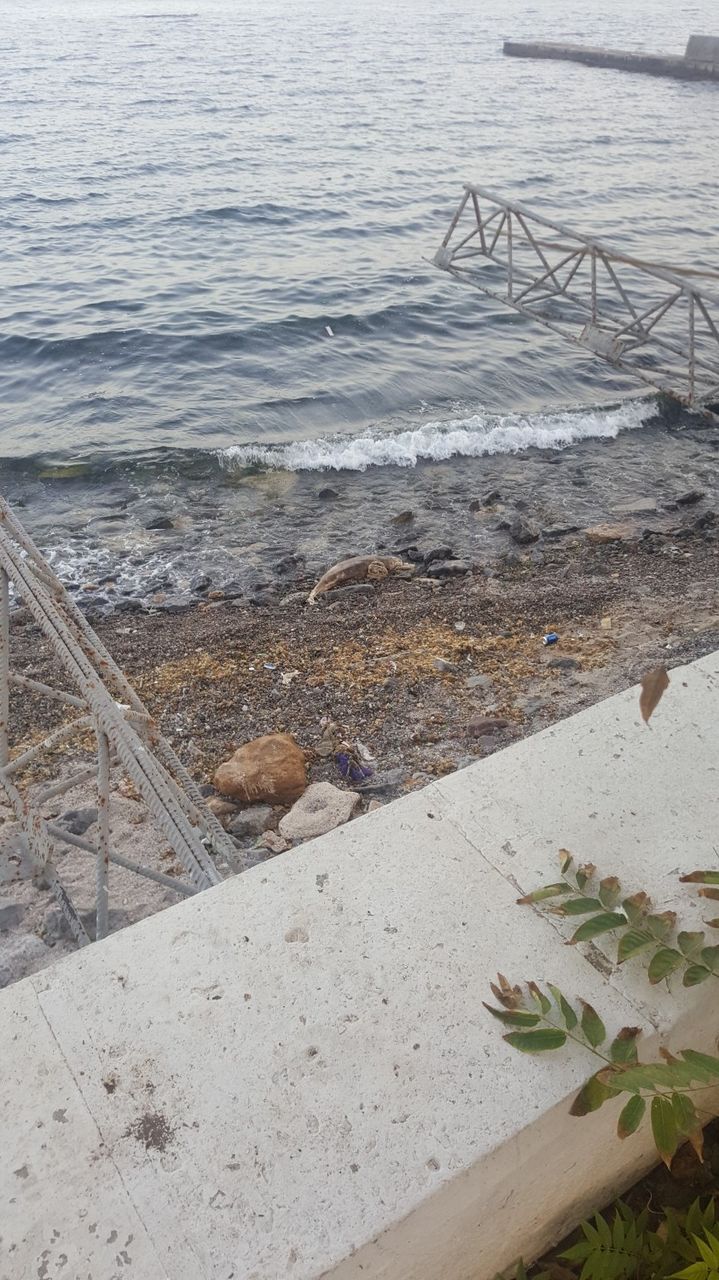 На одесском пляже неделю разлагается труп дельфина