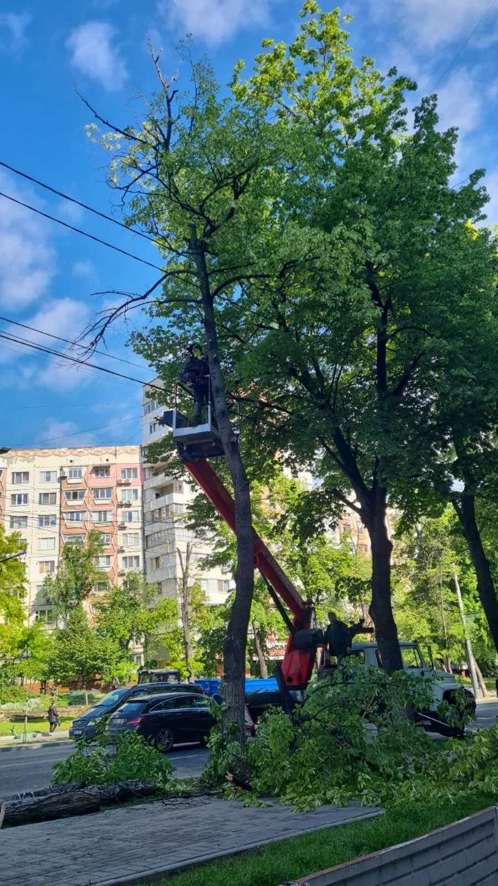 Arborii bolnavi din sectorul Botanica vor fi înlocuiți cu puieți sănătoși