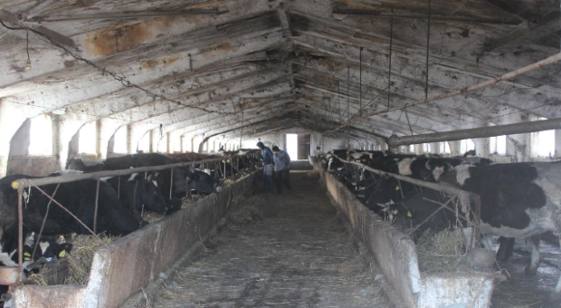 Banca de Economii vinde până și... bovine! De data aceasta se propun spre comercializare 20 de vite mulgătoare