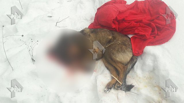 Молдаванин в Москве забил до смерти двух собак