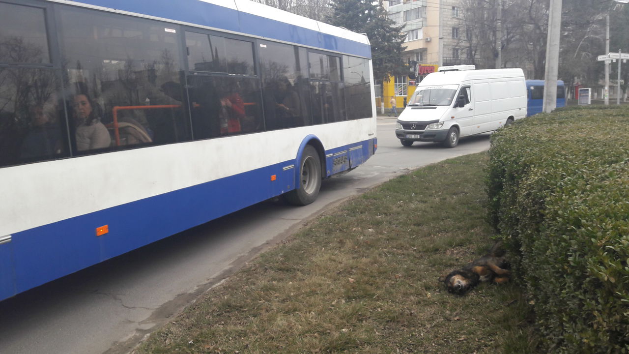 В Кишиневе снова травят бездомных животных