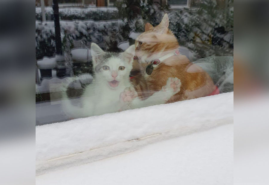 Девушка сняла реакцию кошки на первый снег и насмешила пользователей Сети