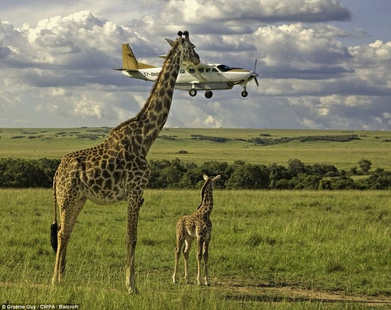 Опубликованы самые смешные фотографии животных на конкурсе Comedy Wildlife Photography Awards 2017