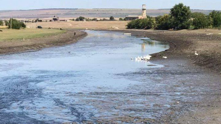 Dezastru ecologic la Căzăneşti. Situaţia alarmantă din râul Răut