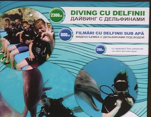 Стали известны цены билетов на шоу в столичном дельфинарии