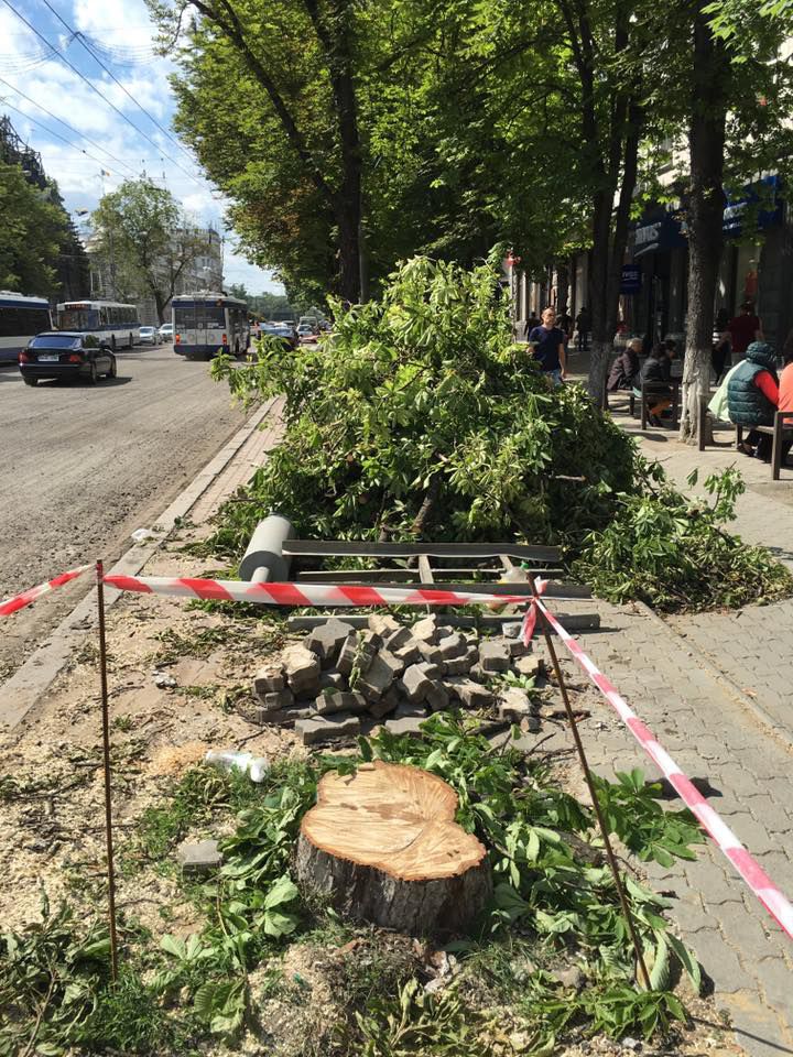 В центре столицы началась вырубка деревьев