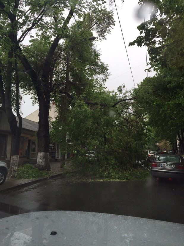 Copac prăbușit pe strada Bodoni din Chișinău