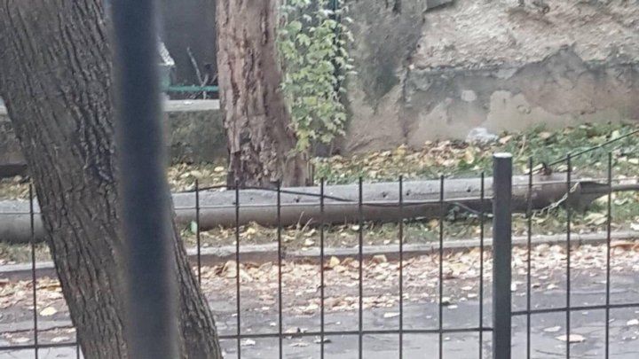 Во дворе столичного лицея рухнувшее дерево повалило столб