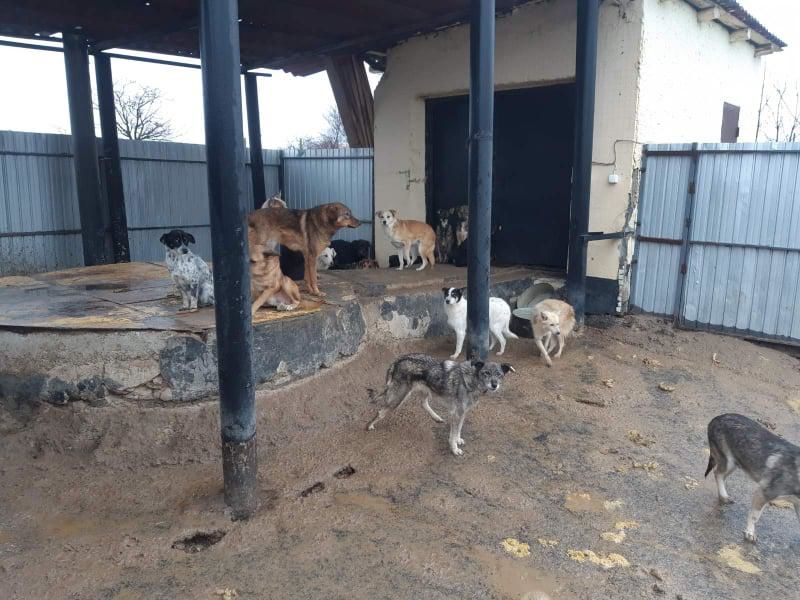 Десятки нарушений обнаружены ANSA в кишиневском приюте для животных
