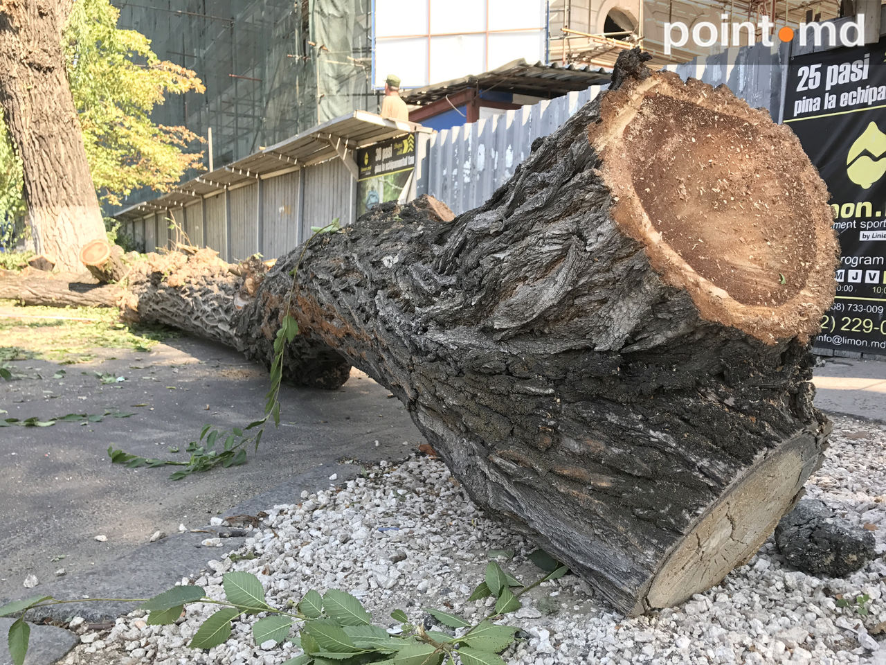Cum sunt tăiaţi arborii de pe bulevardul Ştefan ce Mare şi Sfânt