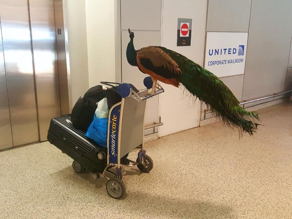 Imagini amuzante din aeroport: O femeie cu un păun pe umăr