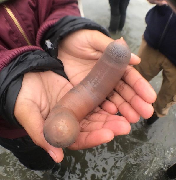 Необычные морские существа появились на пляжах Калифорнии