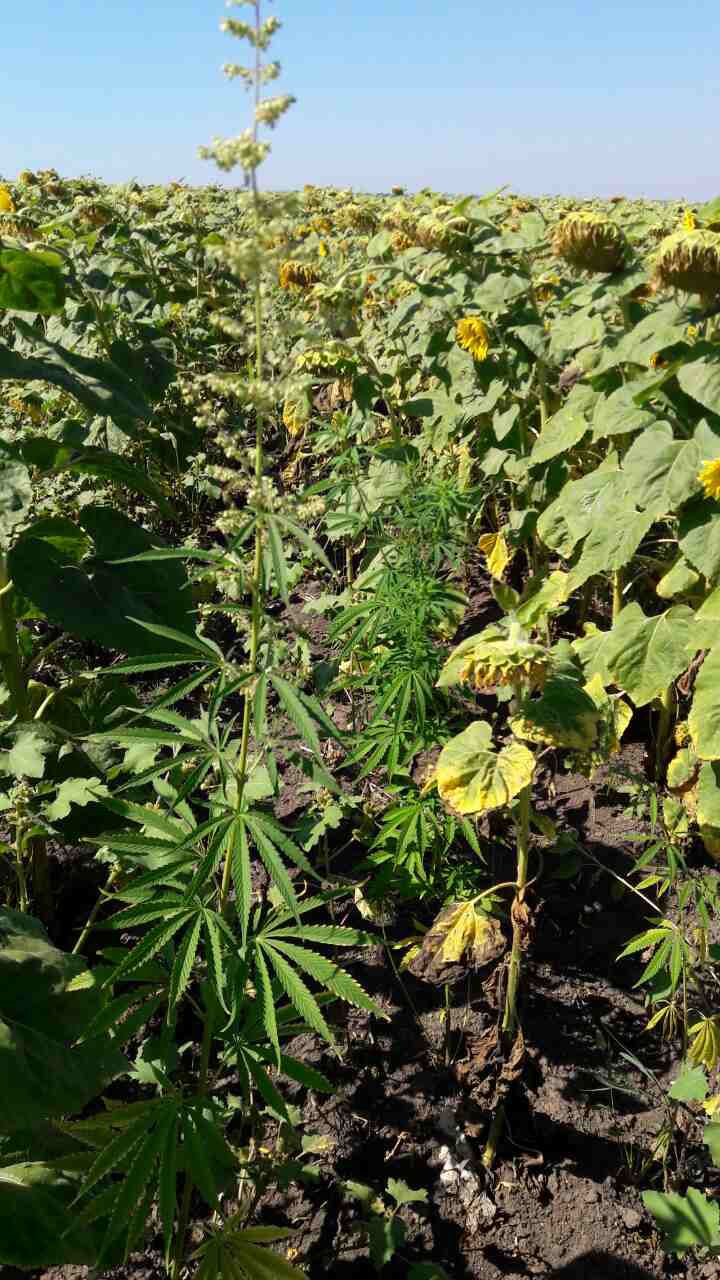 Un nou lan de cânepă, depistat printre plantațiile de floarea-soarelui