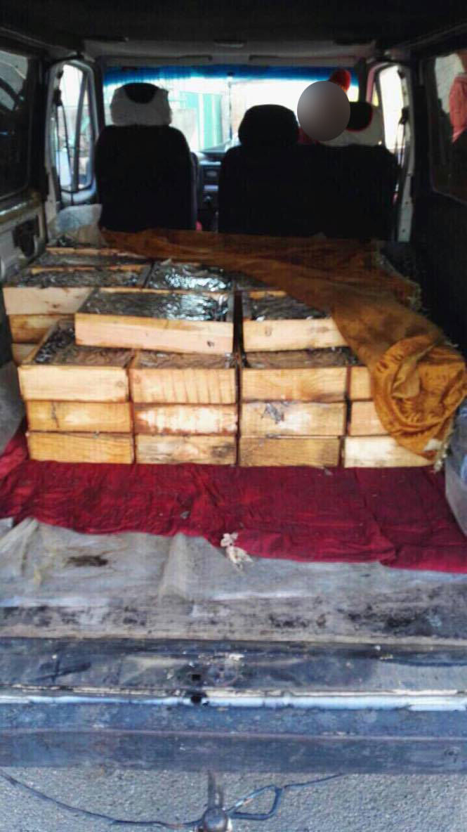 Contrabandă cu 500 kg de pește fără acte de proveniență