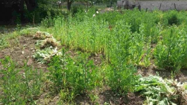 В огороде жителя Дондюшан обнаружили мини-плантацию мака