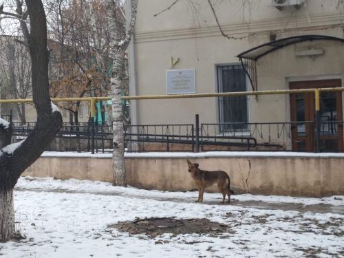 Жители Яловен боятся за своих детей из-за бродячих собак на улицах города