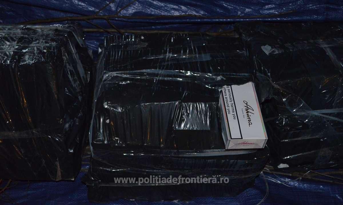 Молдаванин спрятал 30 000 контрабандных пачек сигарет под саженцами плодовых деревьев