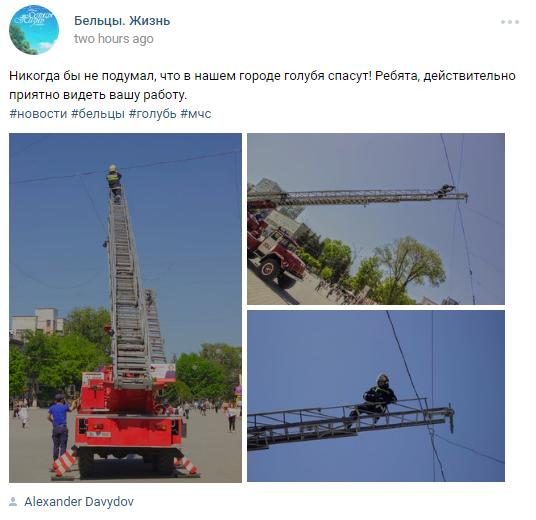 В Бельцах спасатели вызволили застрявшего в проводах голубя