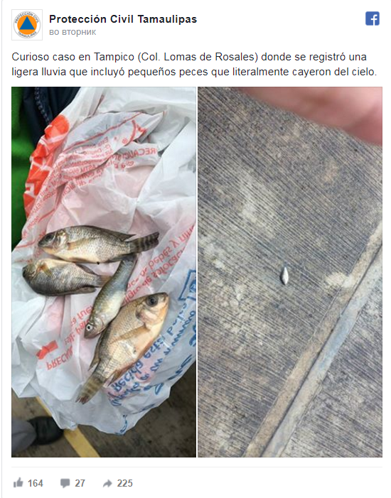 В Мексике прошел дождь из рыб