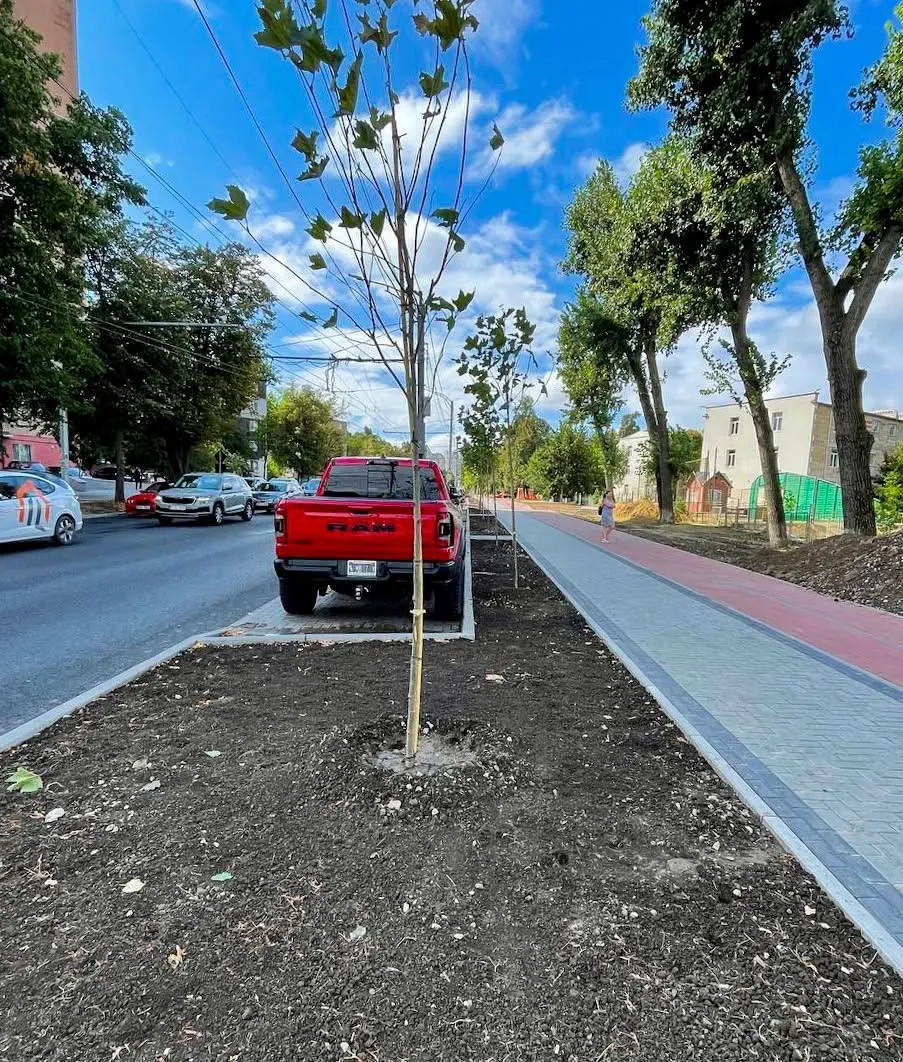 Chișinăul verde: O stradă din Capitală prinde viață cu o nouă alee de copaci
