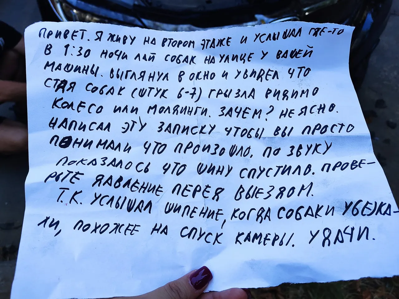 В Кишиневе дворняги растерзали бампер и погрызли провода припаркованного авто
