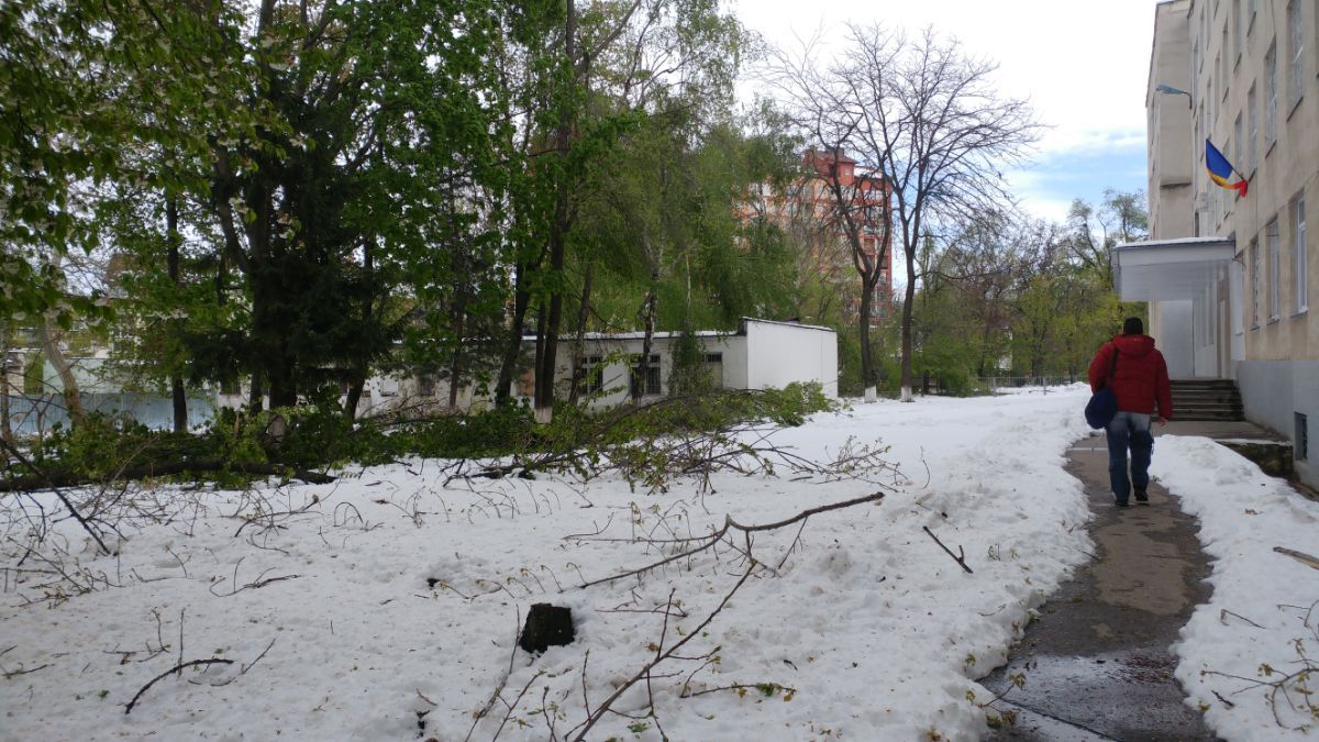 Двор столичного лицея полностью завален ветками