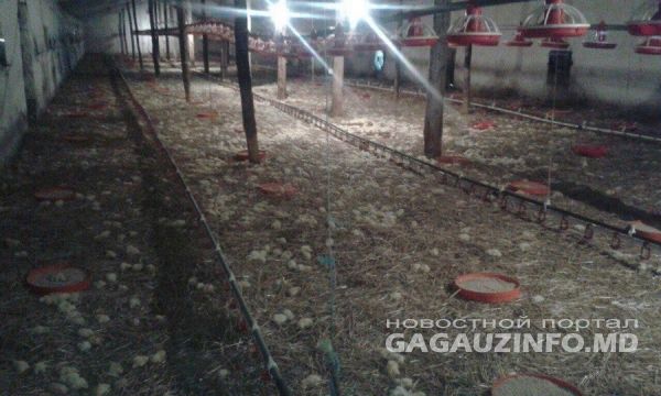 Ущерб от снегопада в двух районах Гагаузии превысил 46 миллионов леев