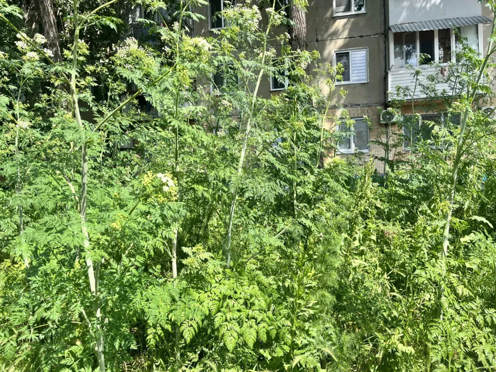 Curțile din Bălți au devenit junglă din cauza ierbii necosite. Locatarii așteaptă soluții