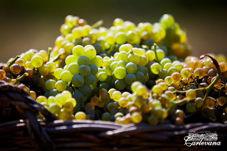 «Dionysos-Mereni» va fabrica un număr record de sticle de vin
