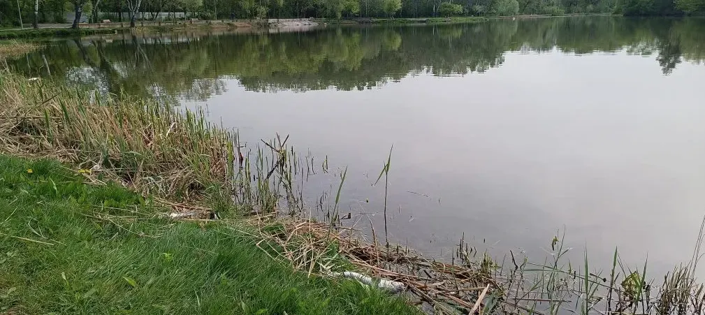 На поверхности озера в парке "Ла Извор" обнаружено много мертвой рыбы