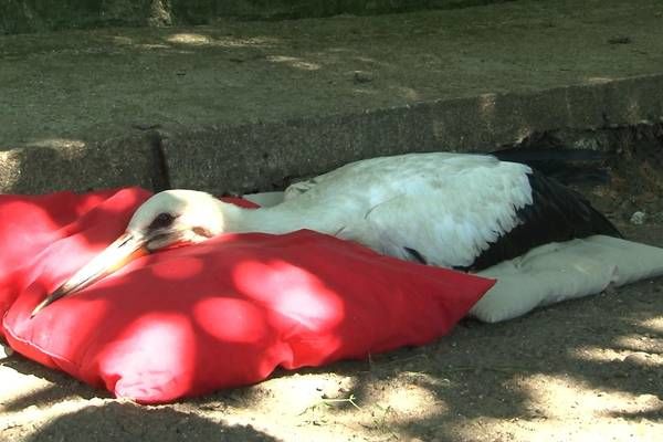 Две школьницы в Григориополе спасли аистенка