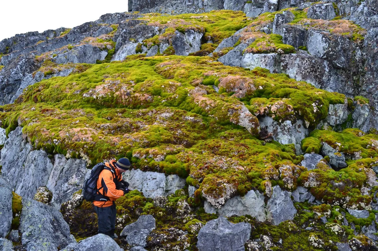 Înverzirea Antarcticii s-a accelerat cu 30% în ultimii ani