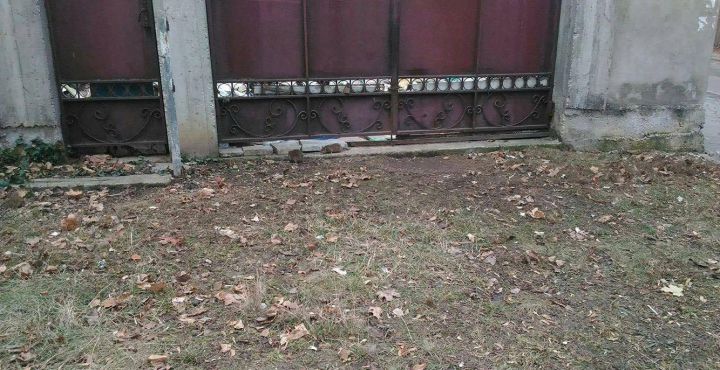 Invazie de șobolani pe strada Gheorghe Asachi. Imagini înfiorătoare surprinse de un copil