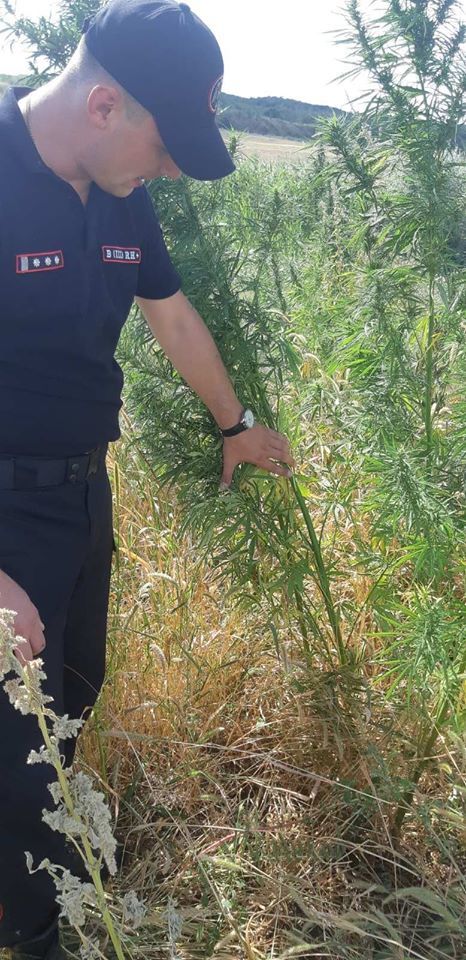 Карабинеры обнаружили в Кишиневе поле с коноплей