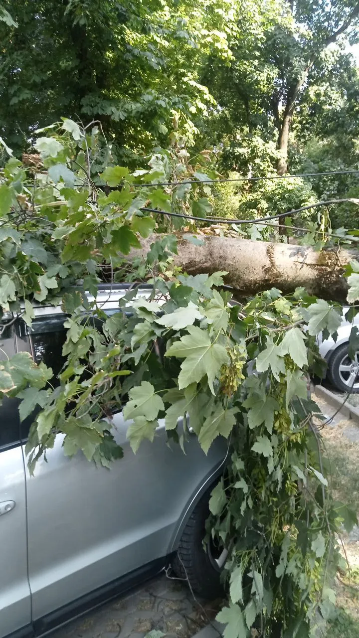 Consecințele furtunii în Capitală: Crengi rupte și copaci doborâți