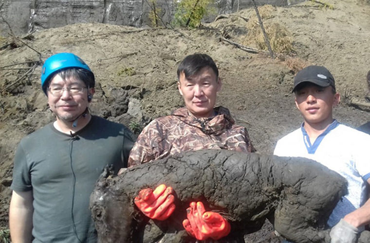В Якутии ученые нашли ископаемого жеребенка